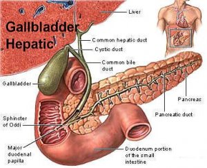Epehólyag anatómiai rajz